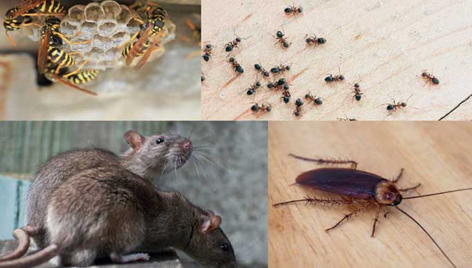 pest control service