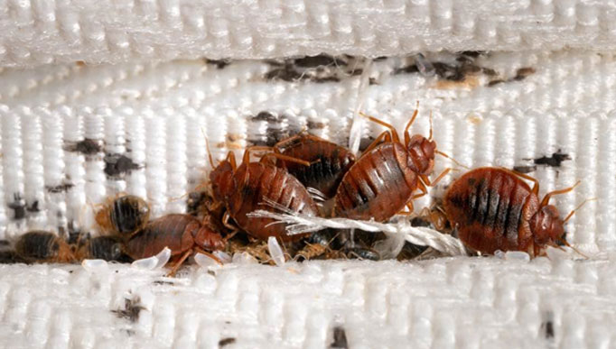 Discuss Bedbug Treatment