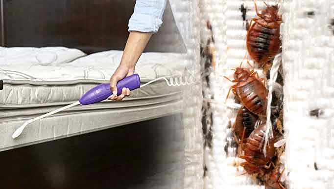 Bed Bug Treatment Services